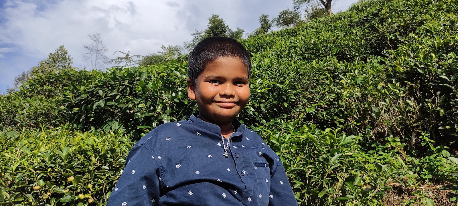 Tea Gardens of Tinchuley