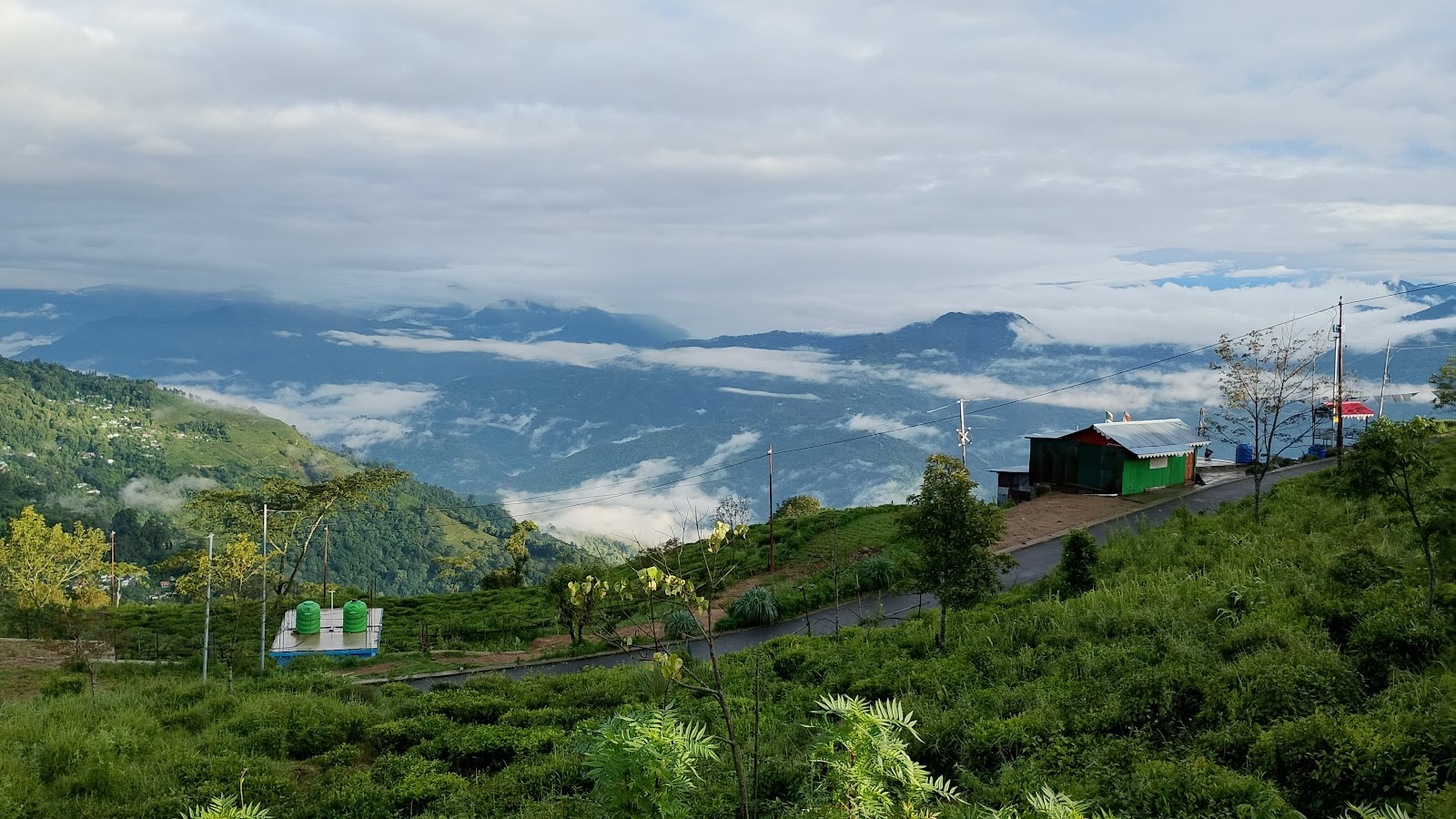 Tea Gardens of Tinchuley