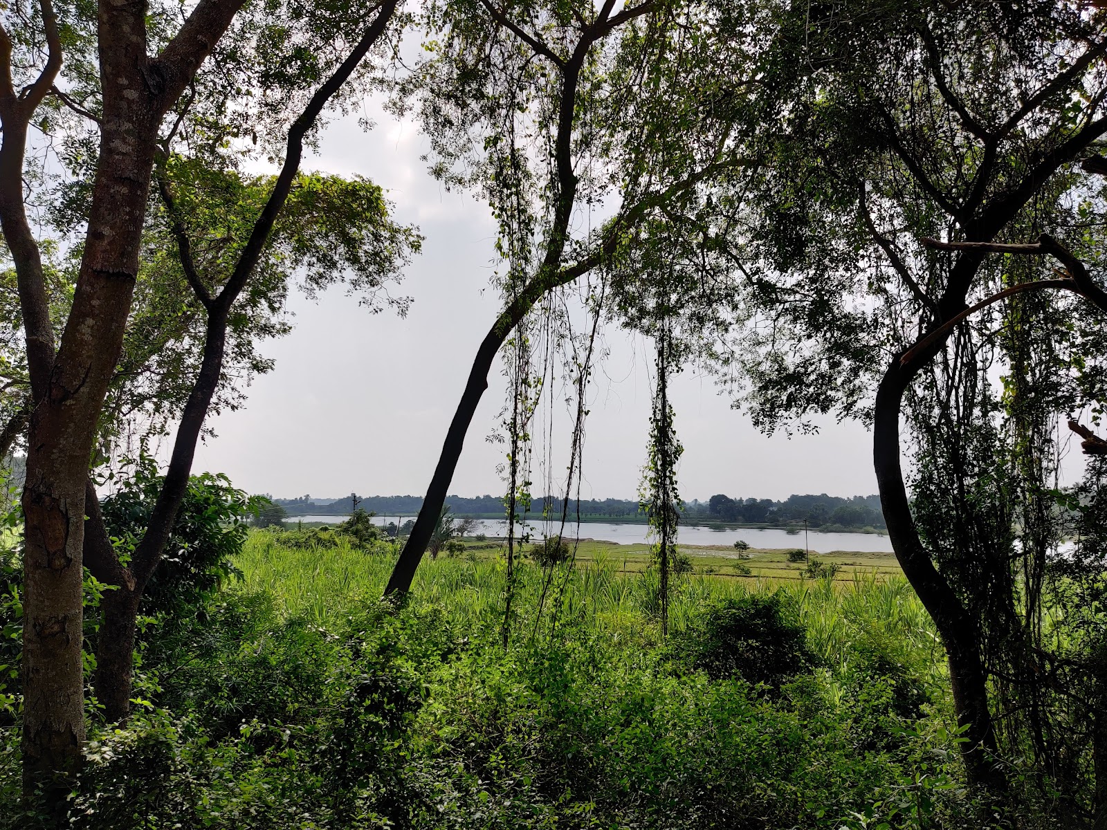 Thiruvakkarai Fossil Wood Park