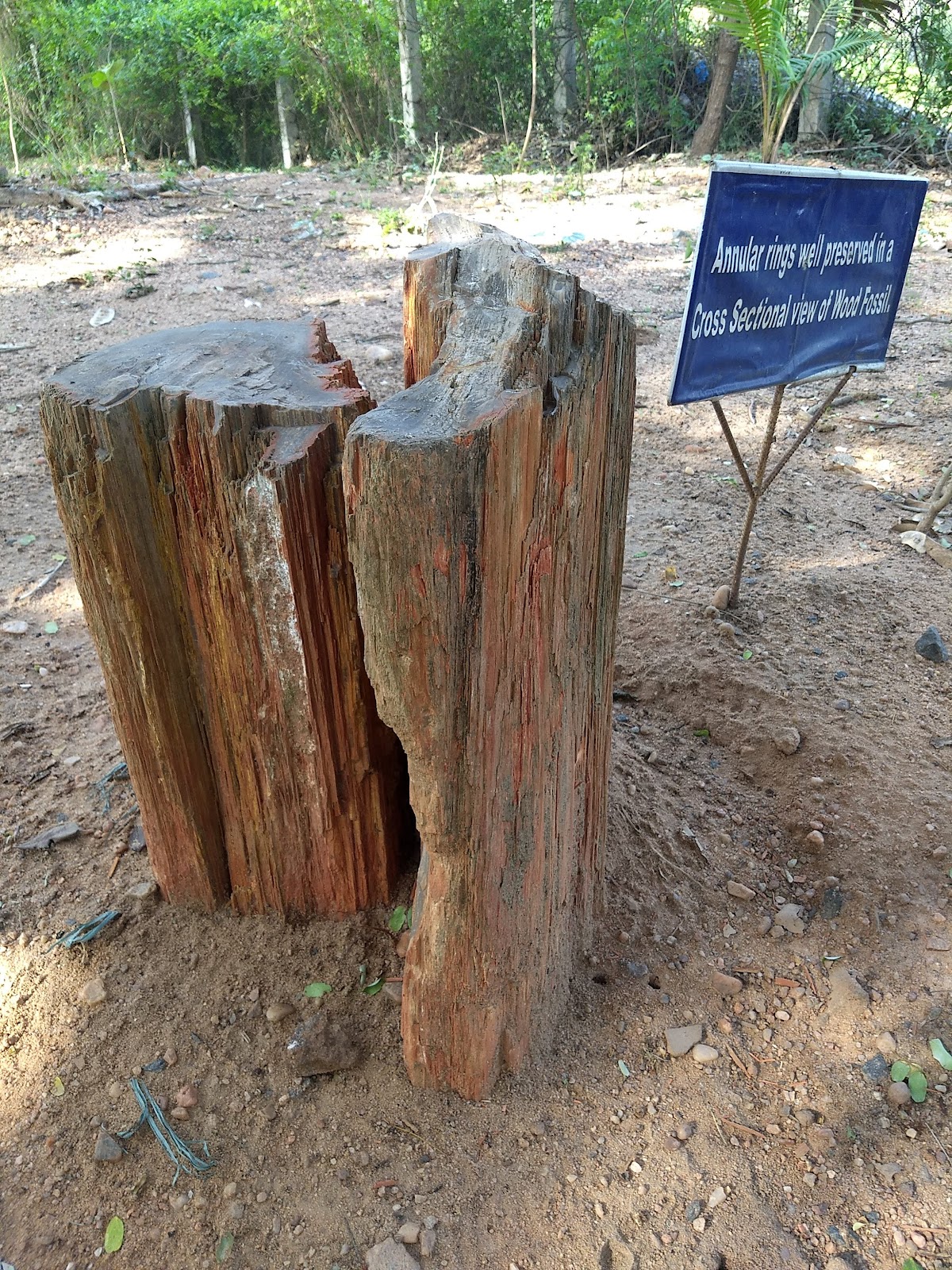 Thiruvakkarai Fossil Wood Park