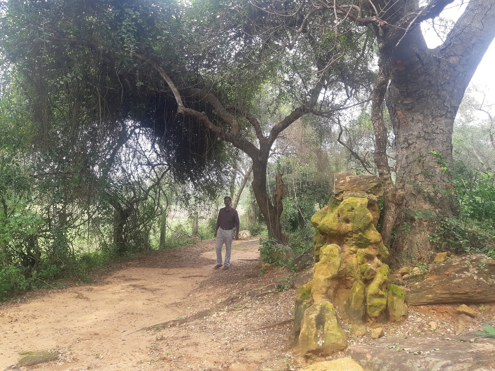 Thiruvakkarai Fossil Wood Park