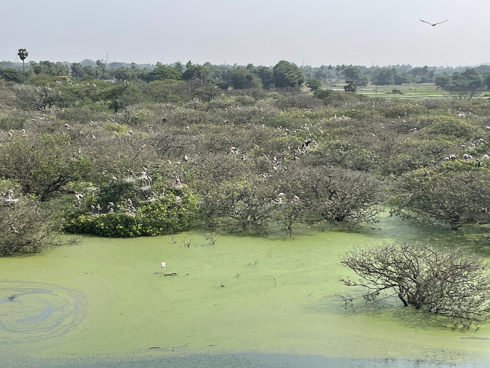 Vedanthangal Bird Sanctuary