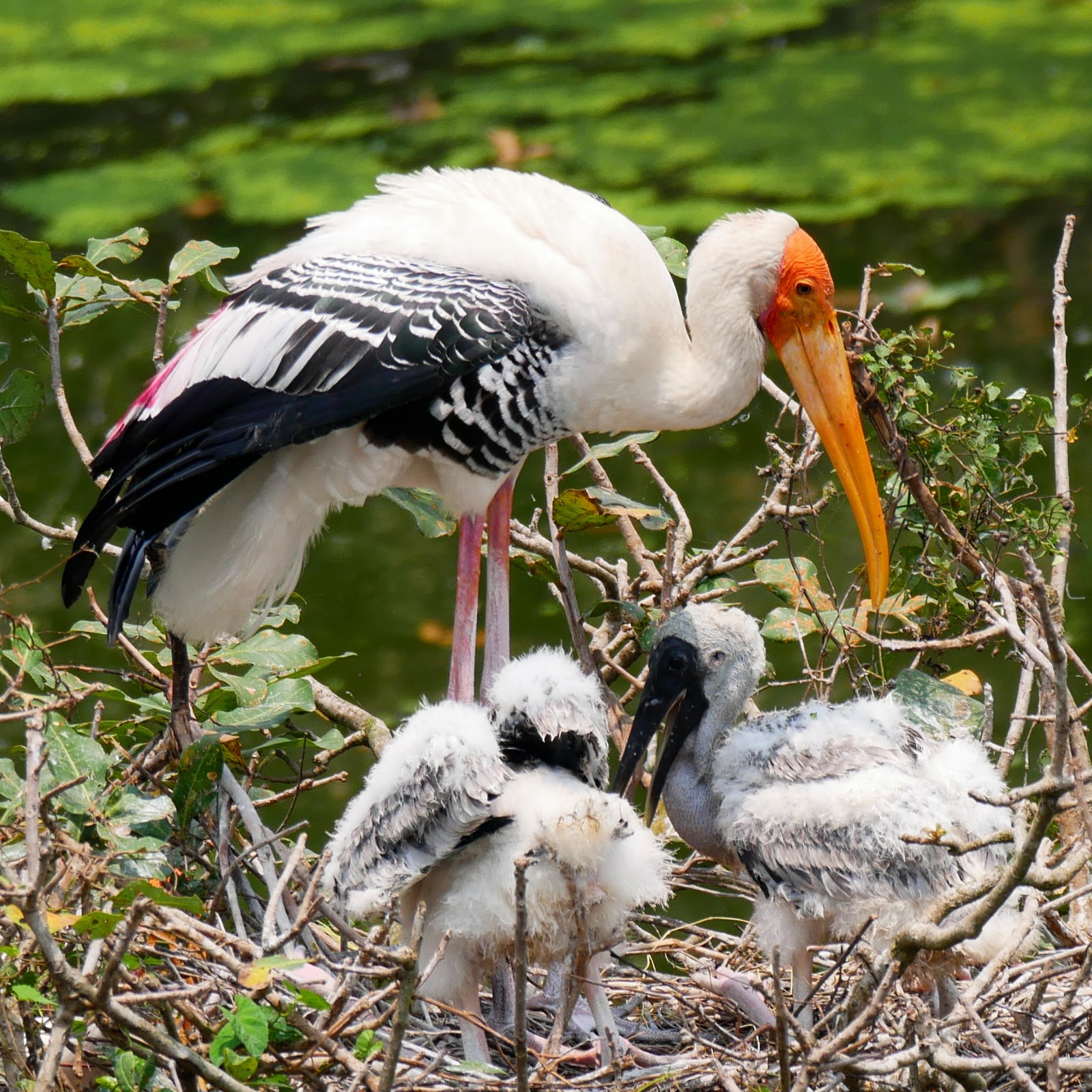 Vedanthangal Bird Sanctuary