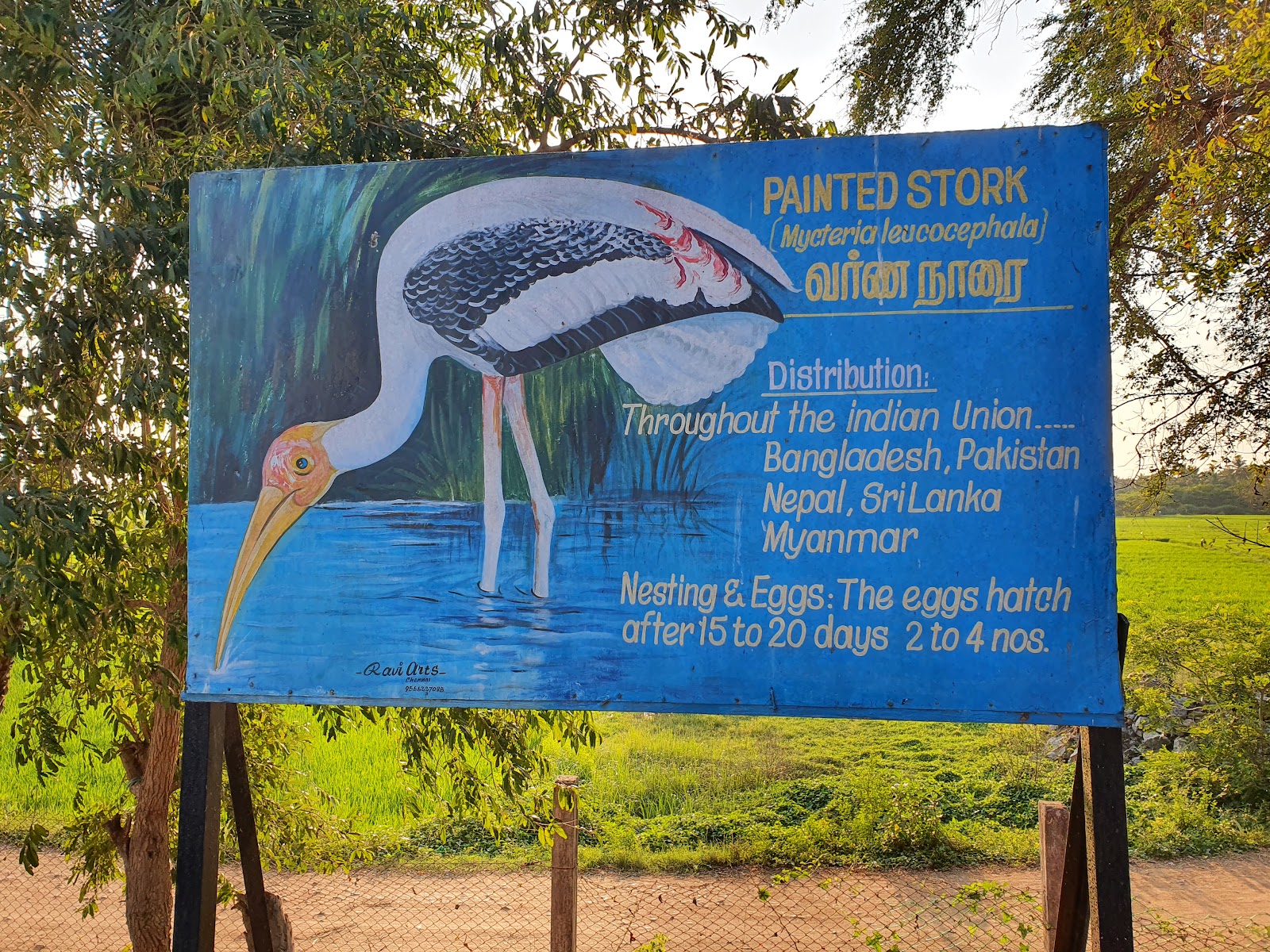 Vedanthangal Bird Sanctuary