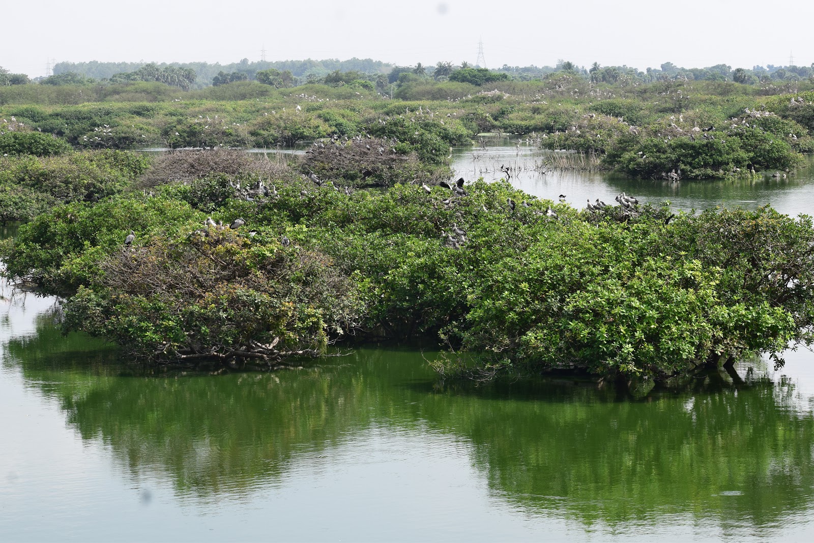 Vedanthangal Bird Sanctuary