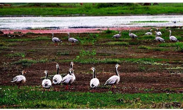 Dibru Saikhowa National Park