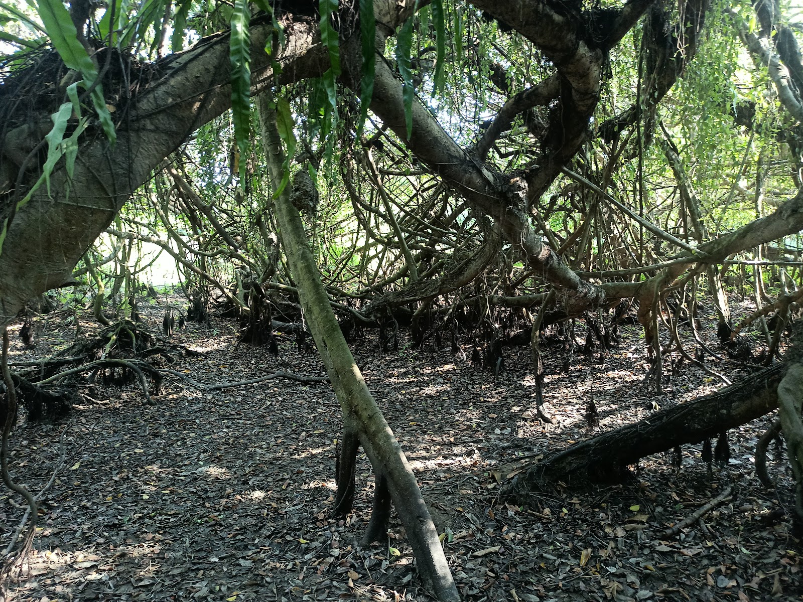 Dibru Saikhowa National Park