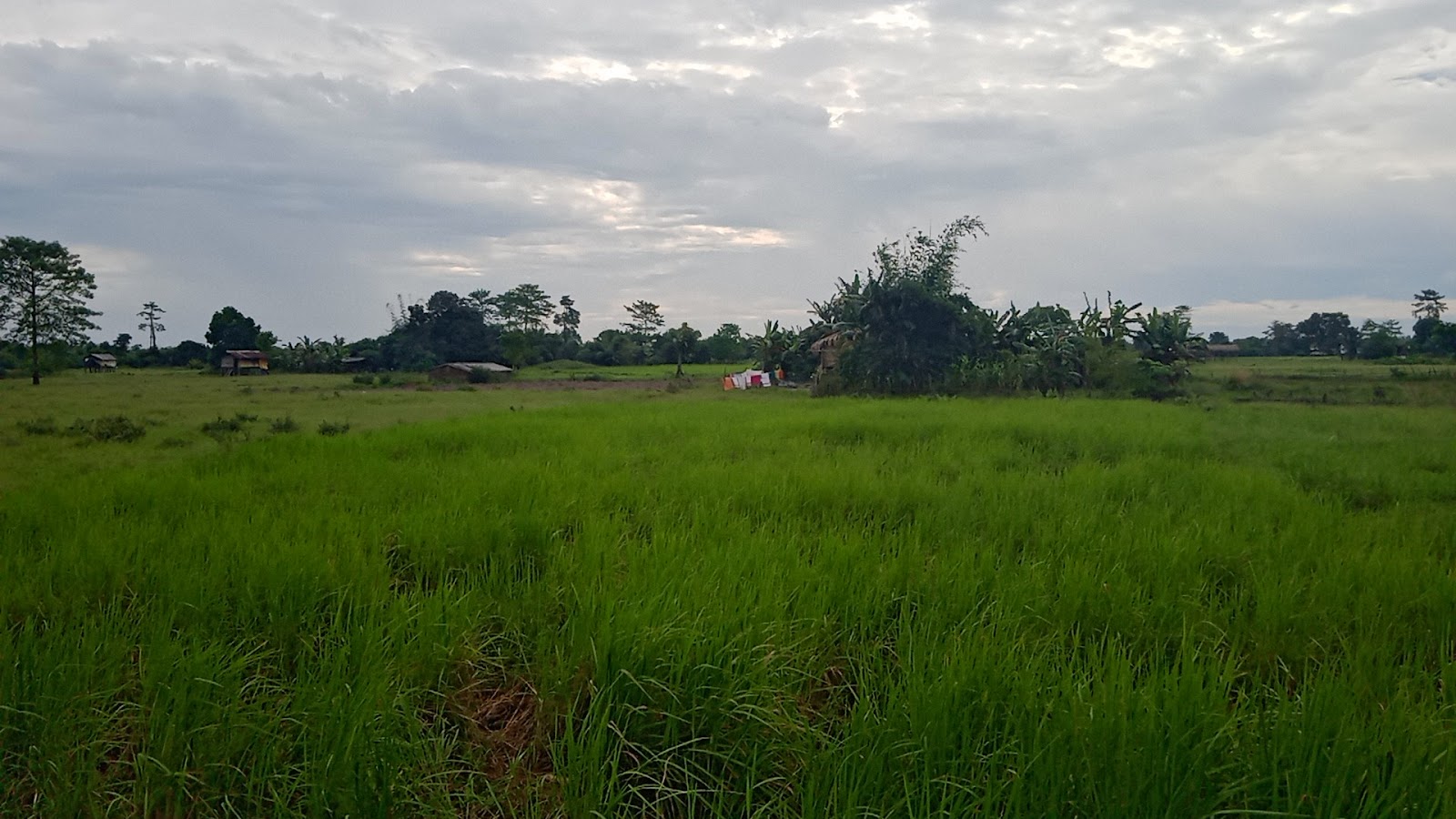 Dibru Saikhowa National Park