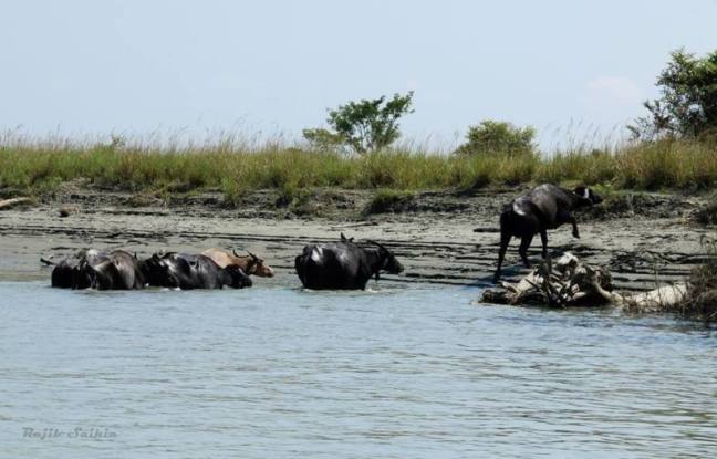 Dibru Saikhowa National Park