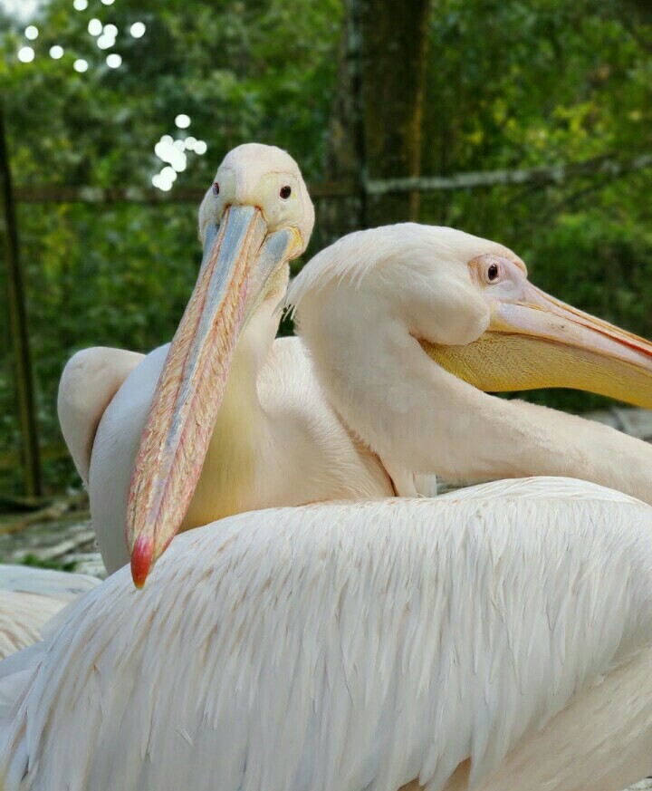 Sepahijala Wildlife Sanctuary