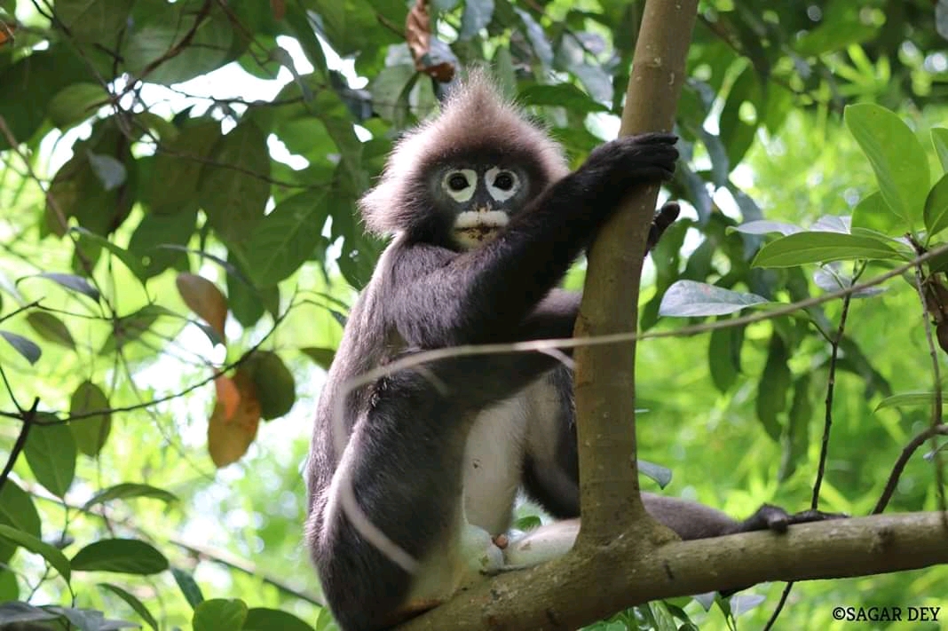 Gumti Wildlife Sanctuary