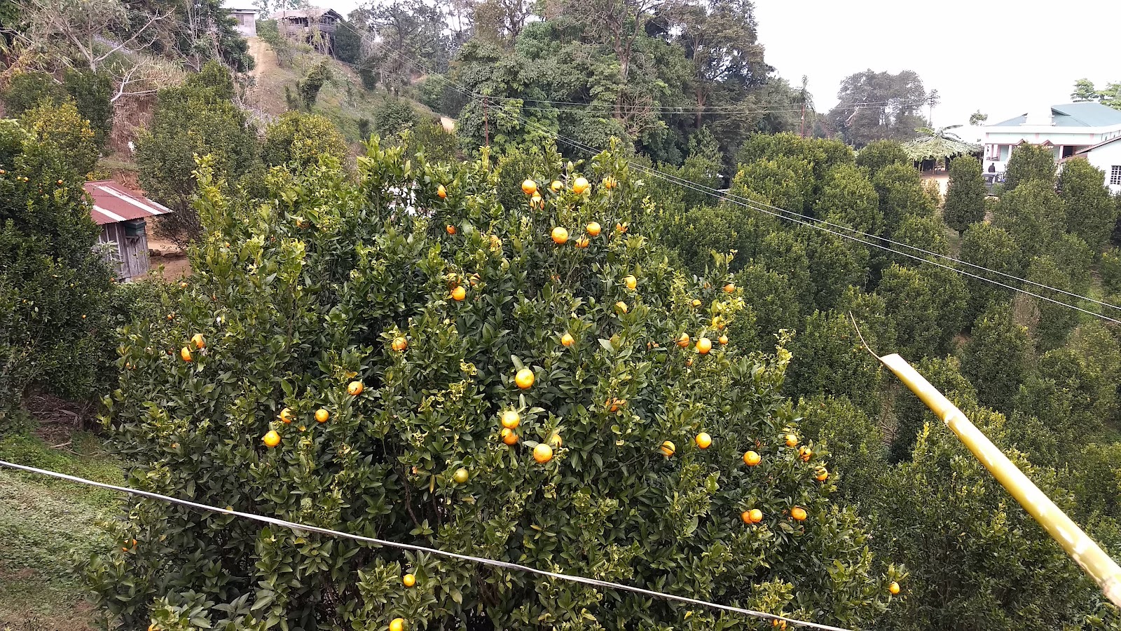 Nokrek National Park