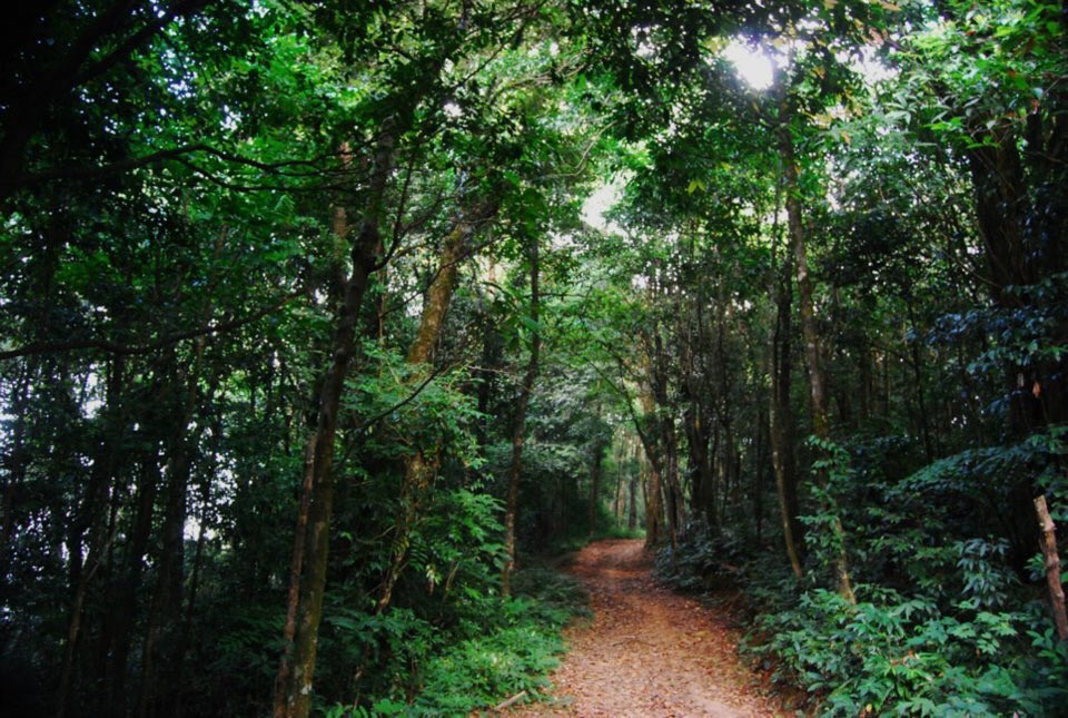 Nokrek National Park