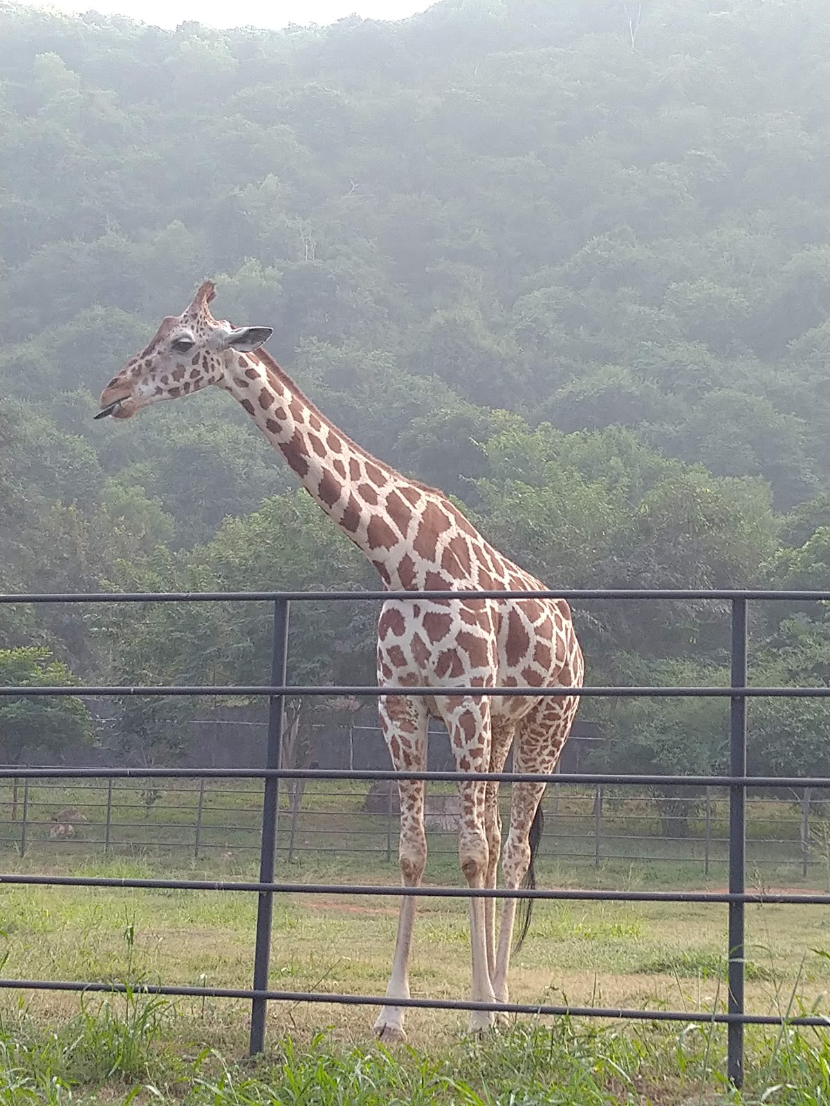 Kambalakonda Wildlife Sanctuary