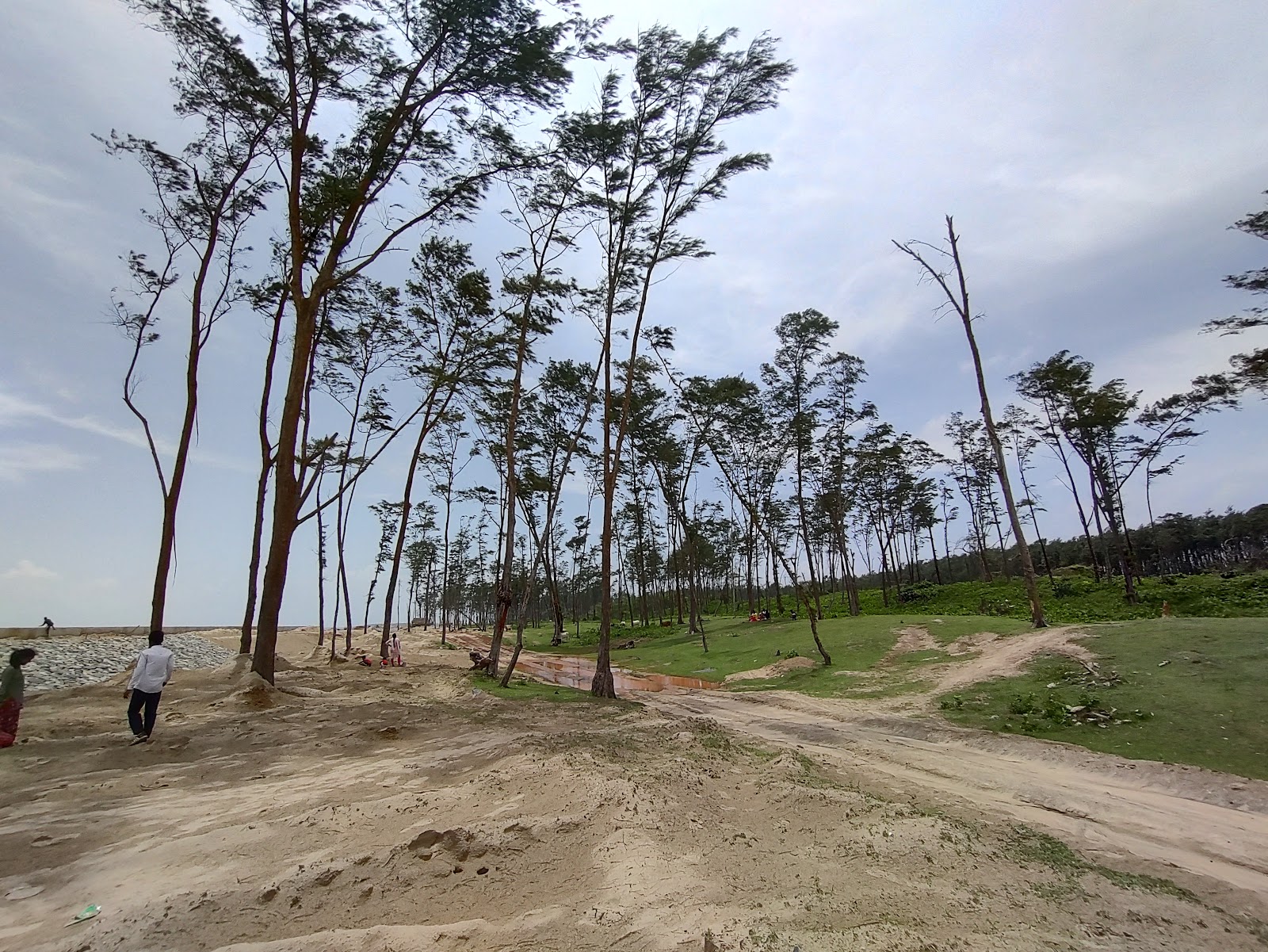 Mangrove Trail