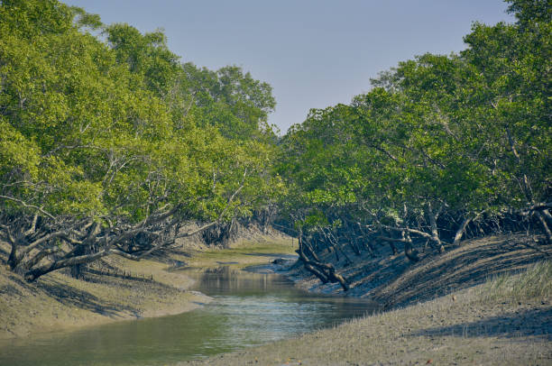 Sundarbans