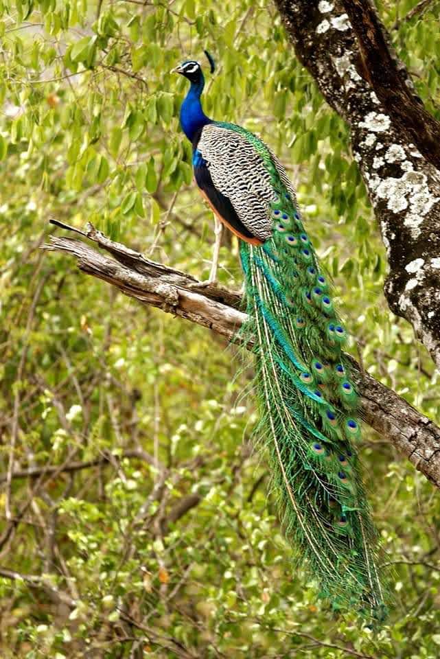 Chinnar Wildlife Sanctuary