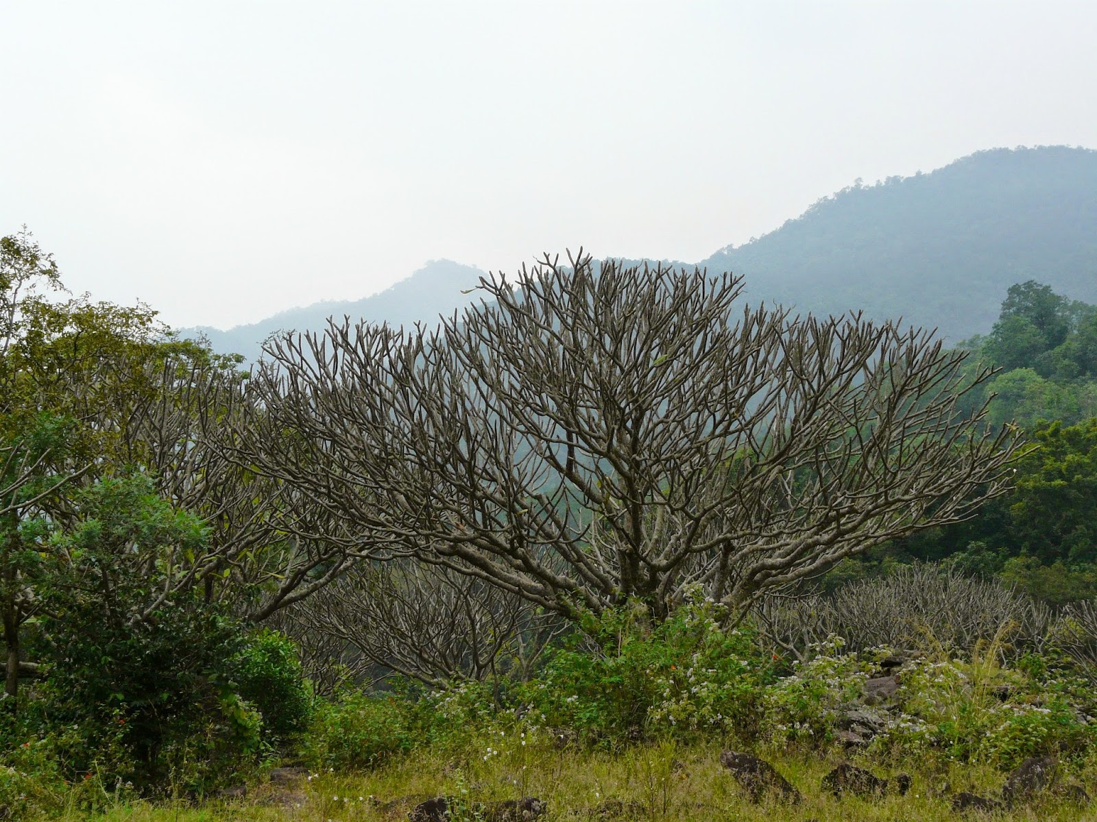 Chinnar Wildlife Sanctuary