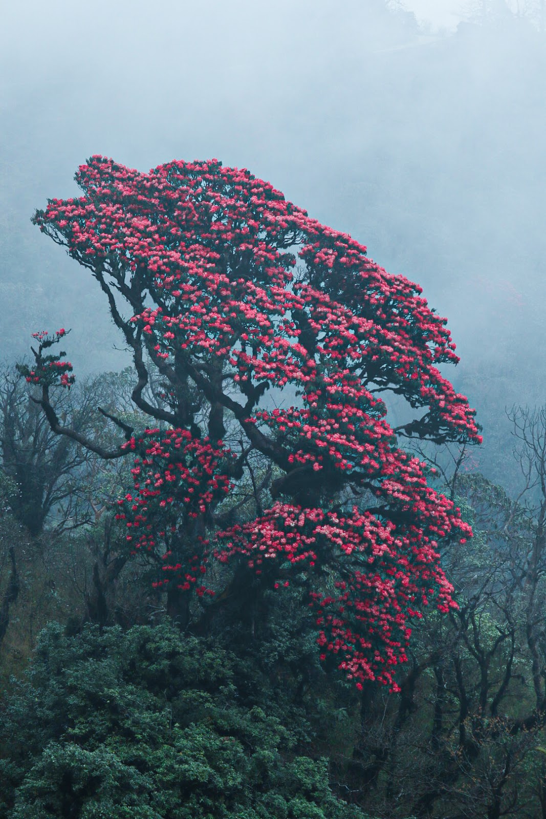 Singalila National Park