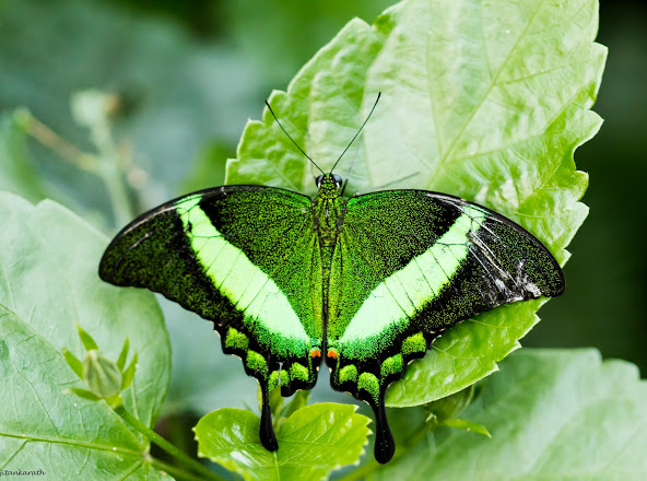 Vadgam Old Fort Remnant