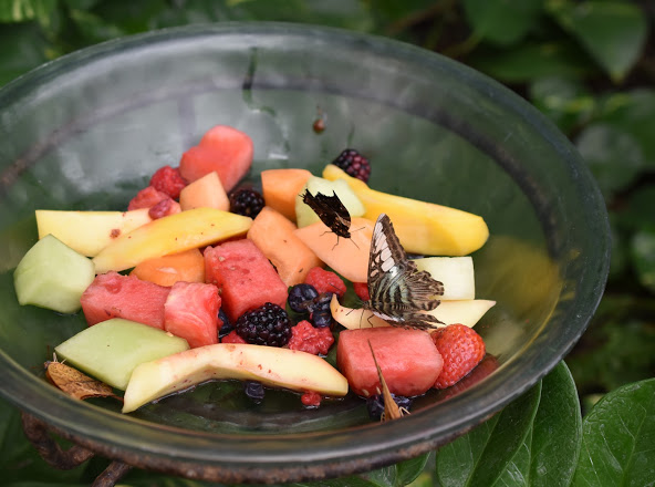 Vadgam Old Fort Remnant