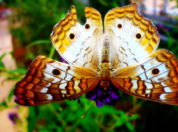 Vadgam Old Fort Remnant