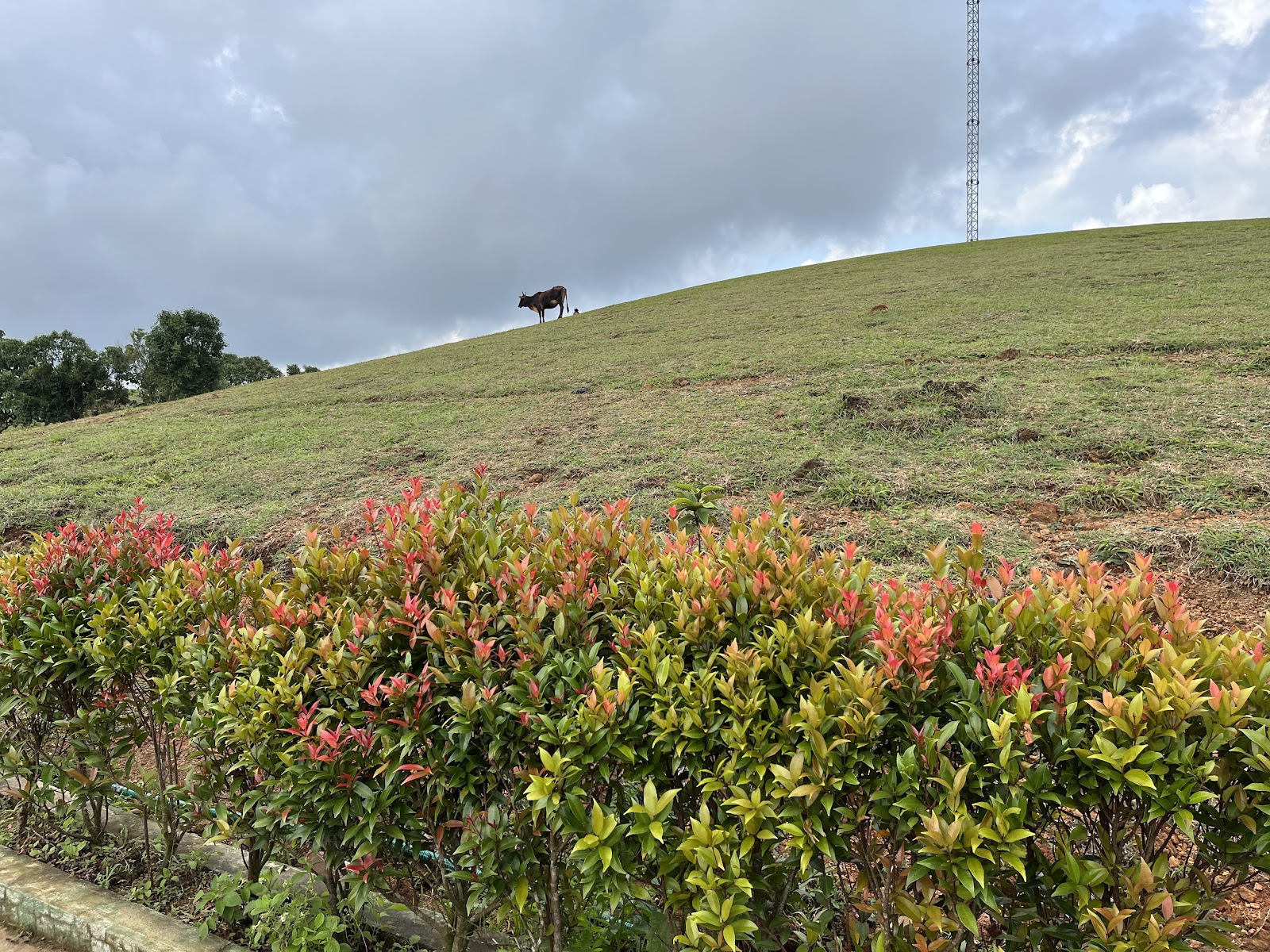 Vagamon Meadows