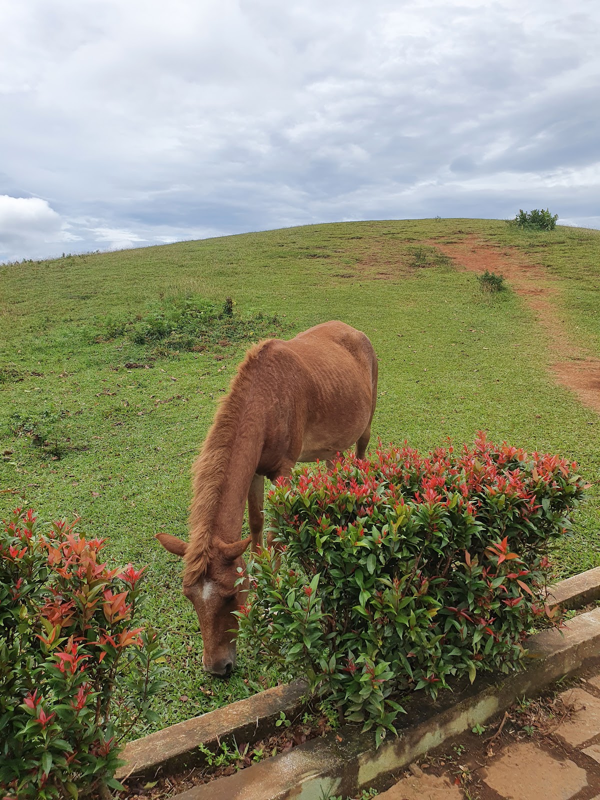 Vagamon Meadows