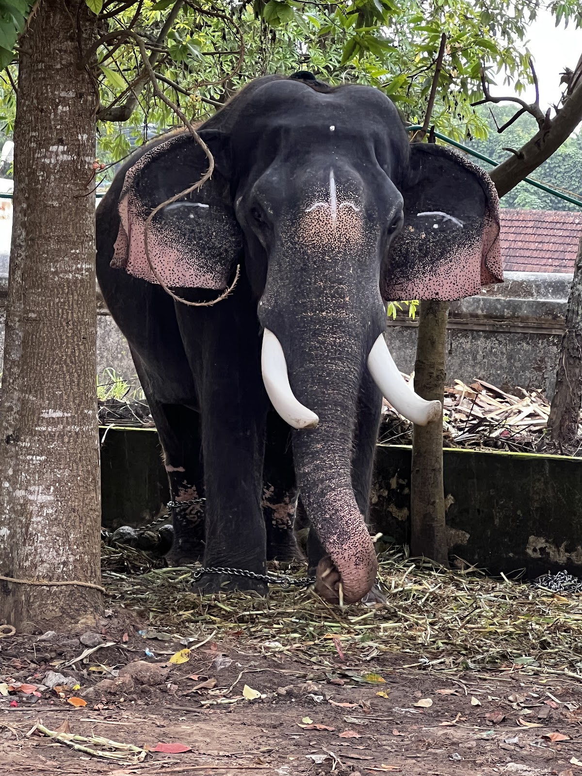 Vaikom Mahadeva Temple