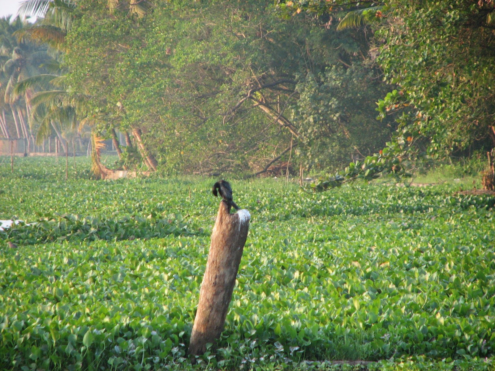 Vembanad Lake
