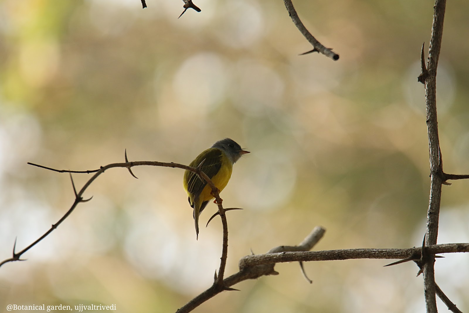 Vallabh Vidyanagar Botanical Garden