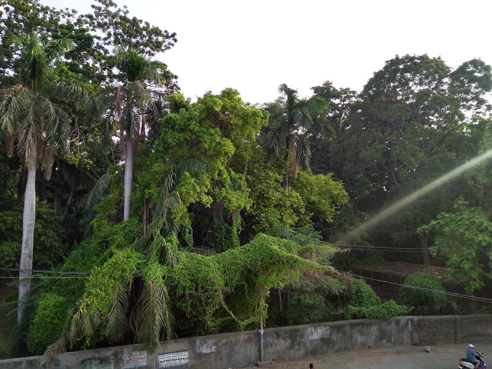 Vallabh Vidyanagar Botanical Garden