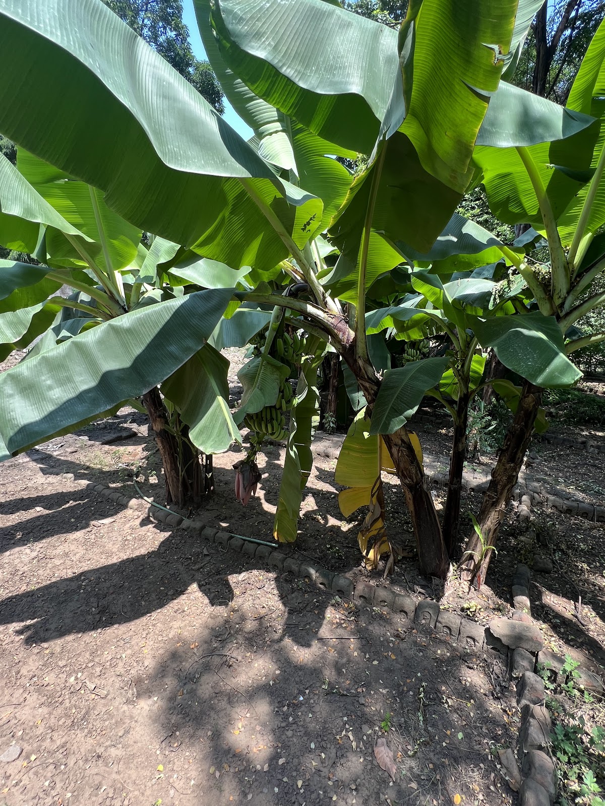 Vallabh Vidyanagar Botanical Garden
