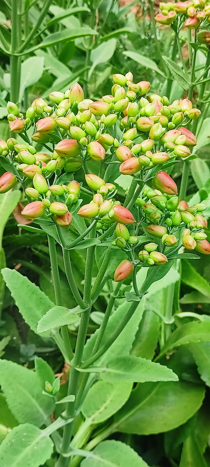 Vallabh Vidyanagar Botanical Garden