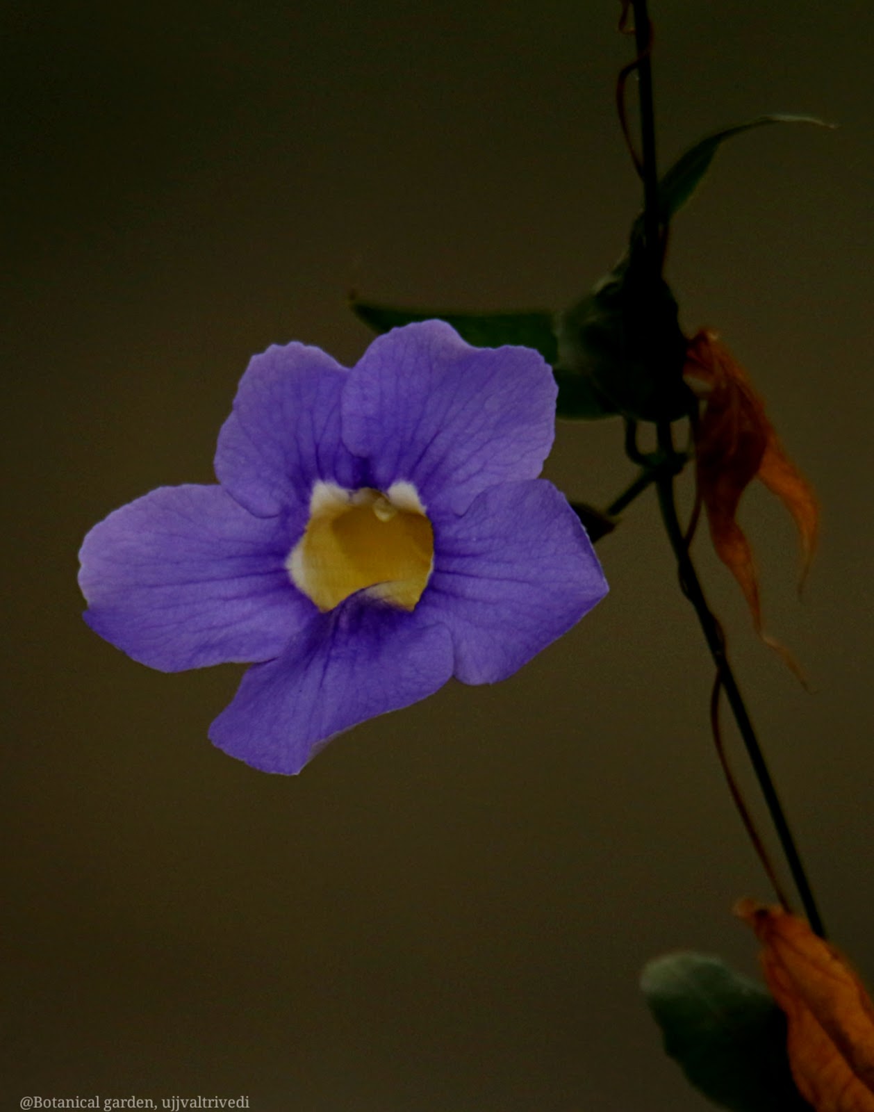 Vallabh Vidyanagar Botanical Garden