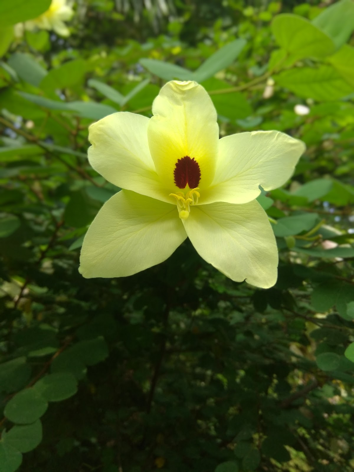 Vallabh Vidyanagar Botanical Garden