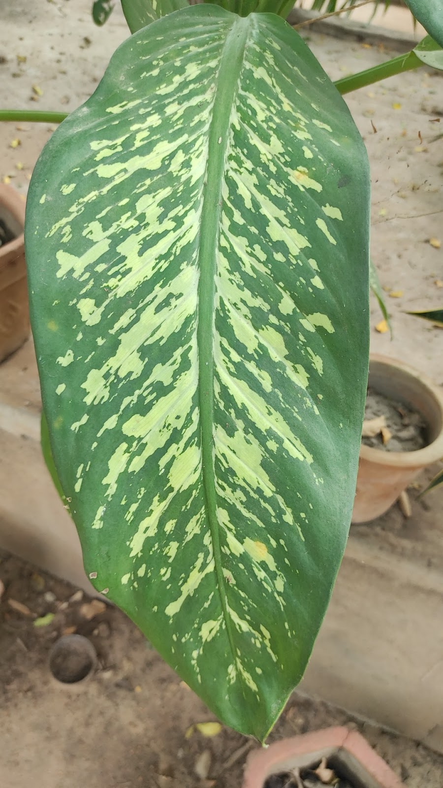Vallabh Vidyanagar Botanical Garden