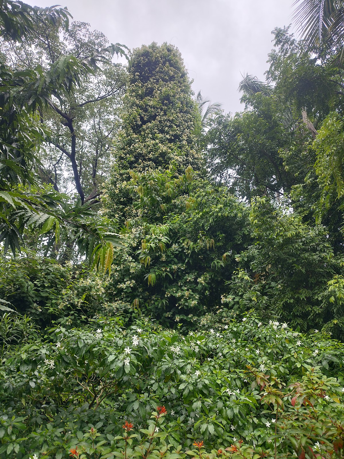 Vallabh Vidyanagar Botanical Garden