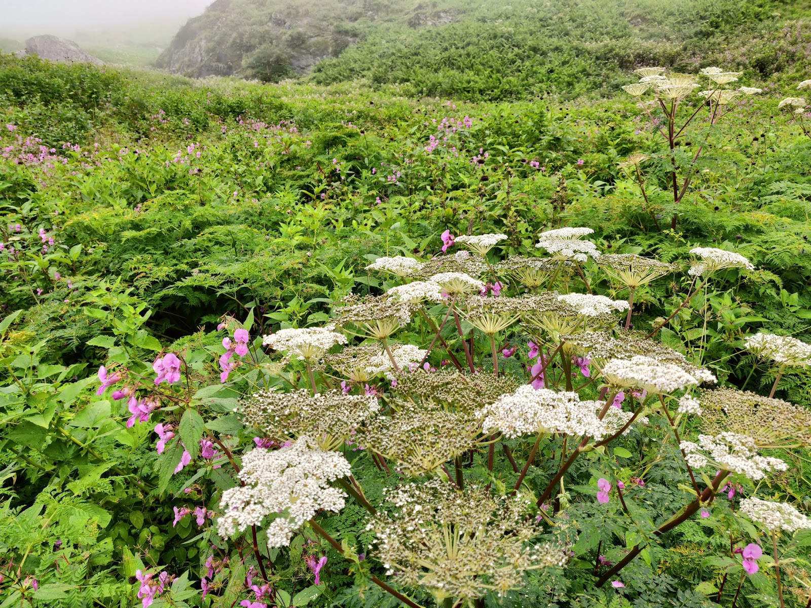 Nanda Devi National Park