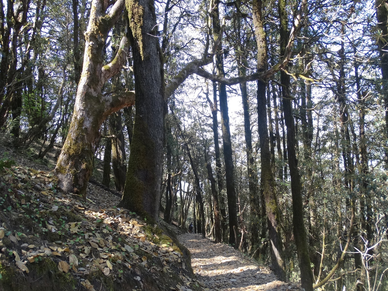 Roopkund Trek Approach