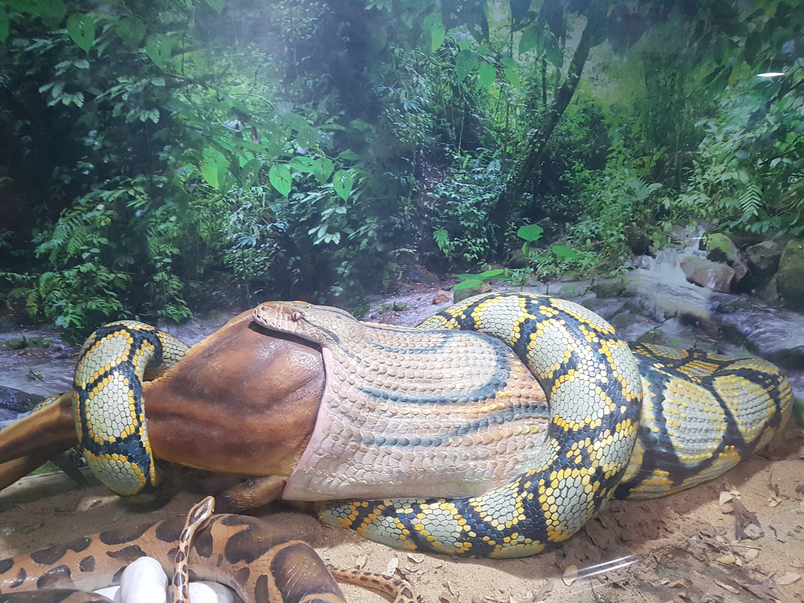 Guindy National Park Chennai