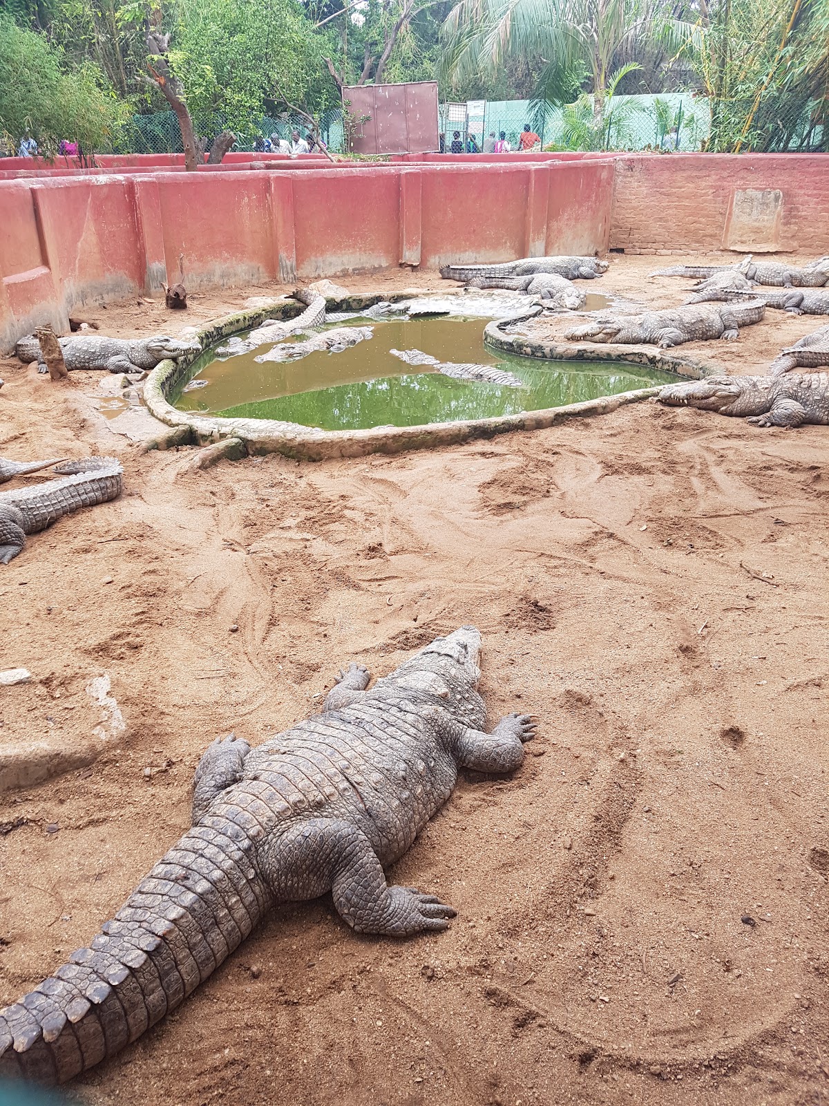 Guindy National Park Chennai