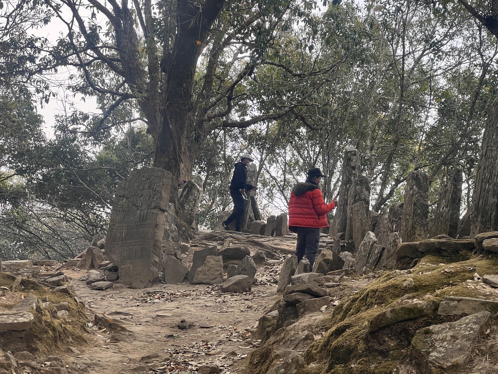 Forest Birdwatching Loop
