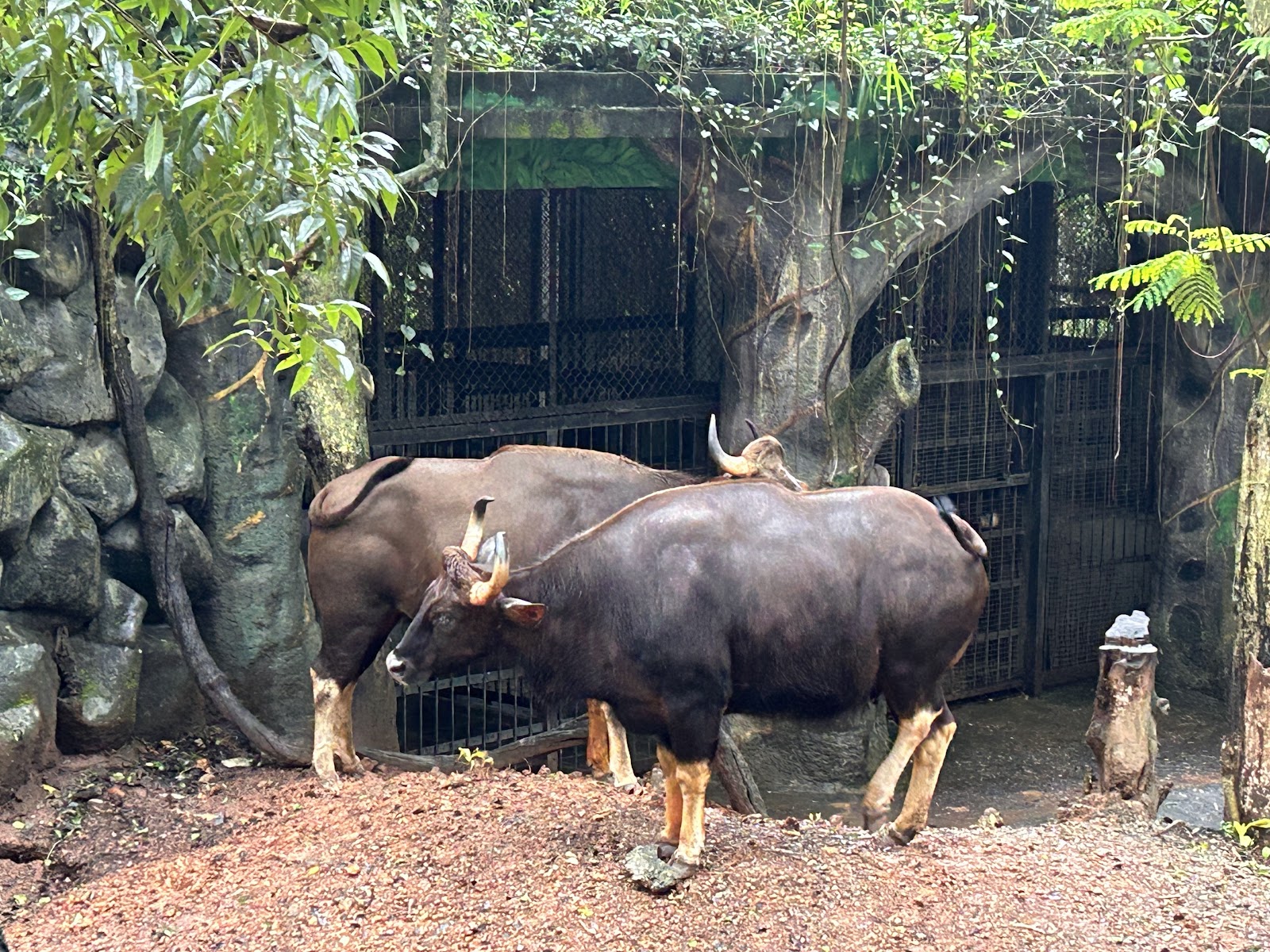 Thiruvananthapuram Zoo