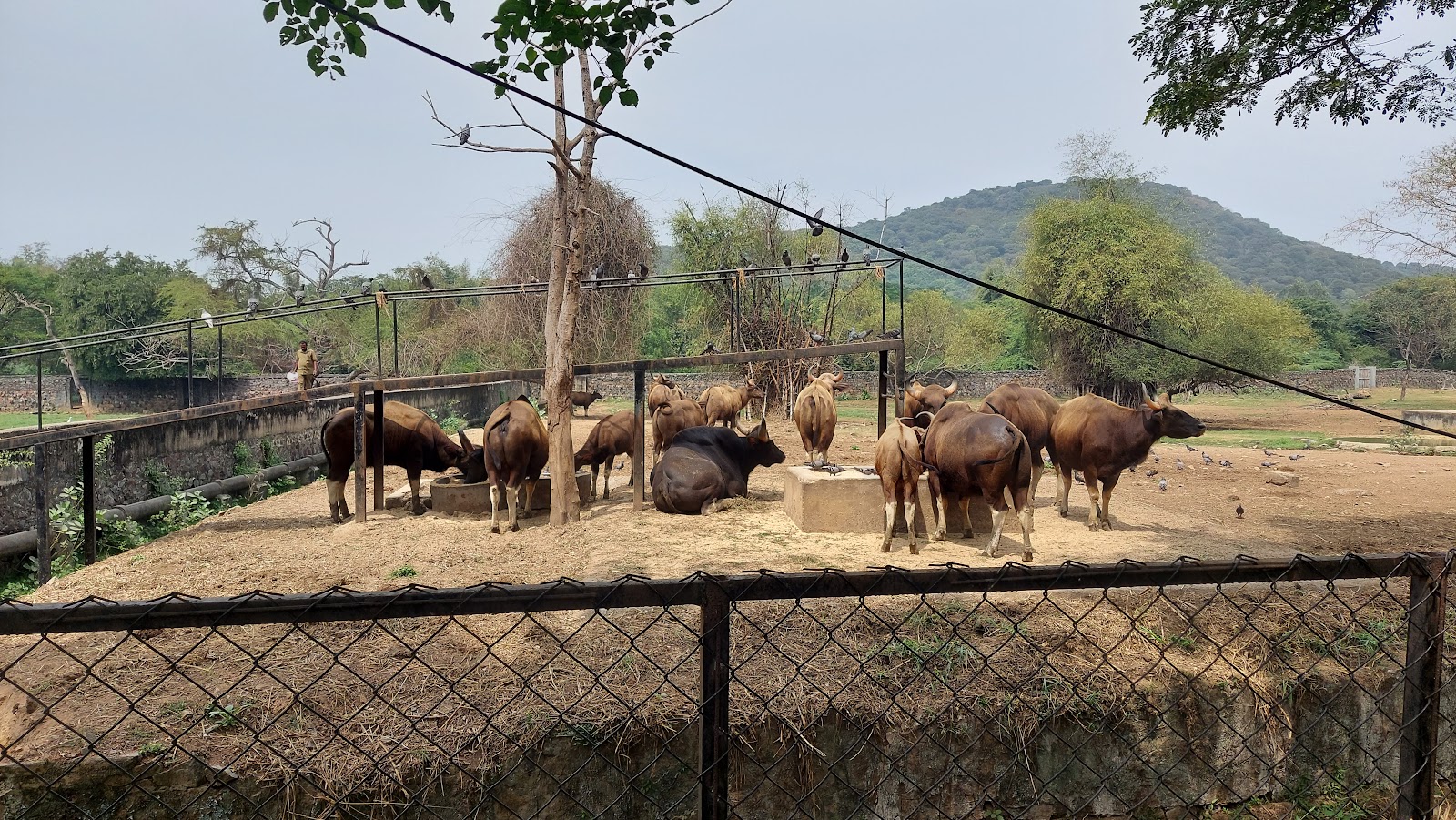 Vandalur Zoo