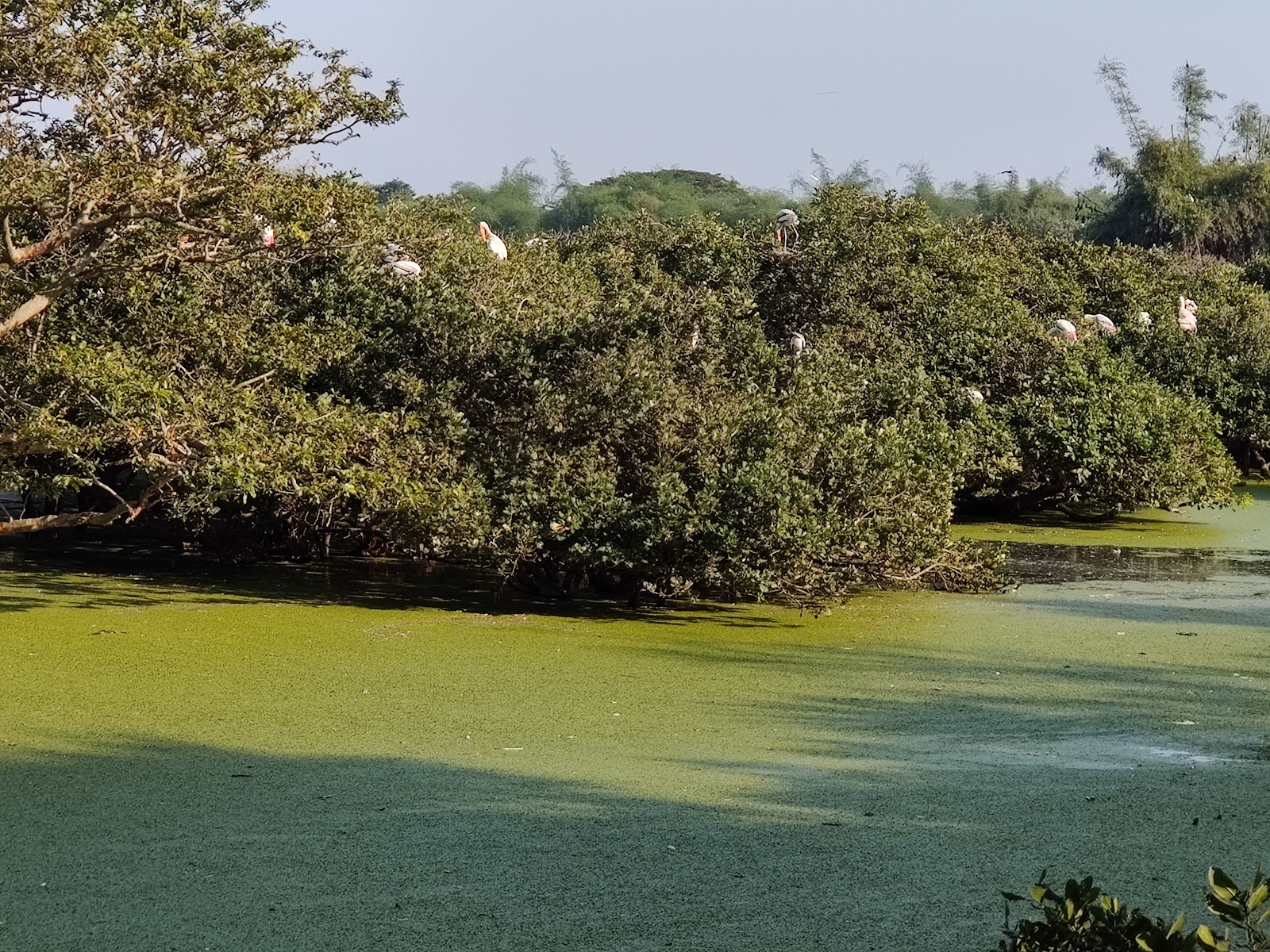 Bird Sanctuary Museum
