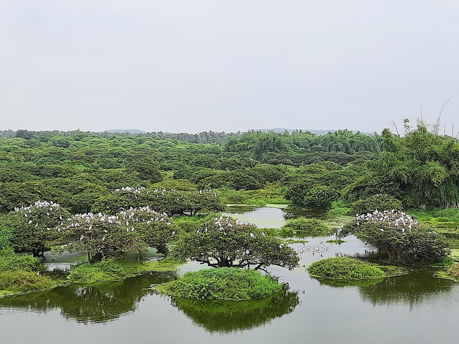 Vedanthangal Bird Sanctuary - A Birdwatcher's Paradise