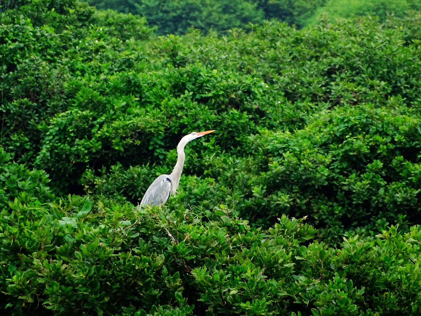 Vedanthangal Lake