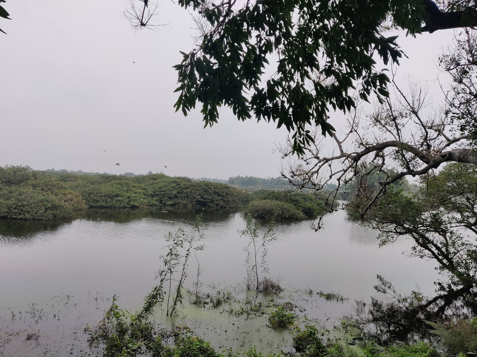 Vedanthangal Lake