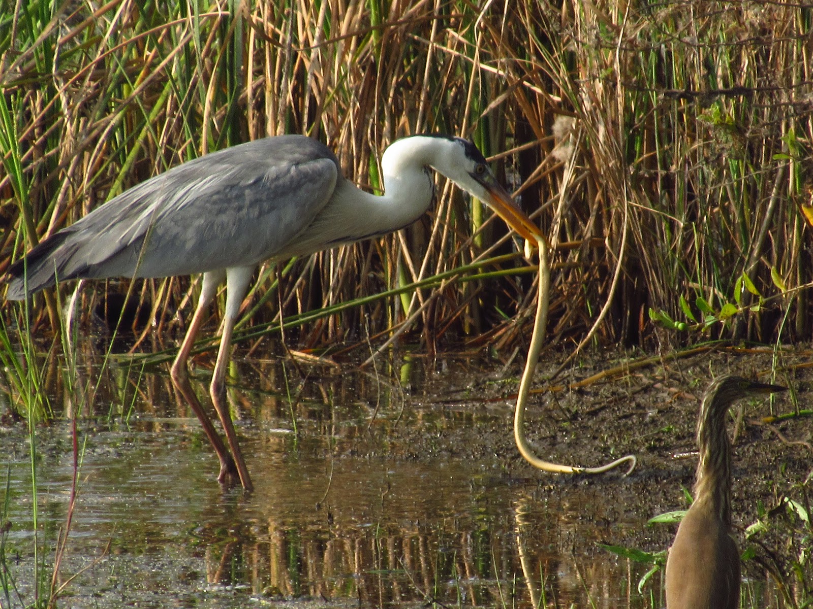 Karaivetti Bird Sanctuary (nearby wetlands)
